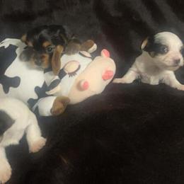 Female Yorkshire Terrier Puppies - Exotic Parti Toy Yorkies in Detroit, mi