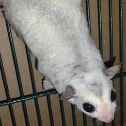 Sugar gliders for sale, adults and breeding pairs available in Gulfport, ms