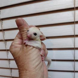 Mosaic Sugar Glider Baby Boy with Cow Ears for Loving Home in Gulfport, ms