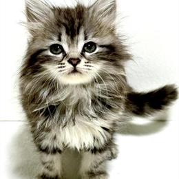 Siberian Kitten Willa Ready for Adoption This Holiday Season in Martinsville, va