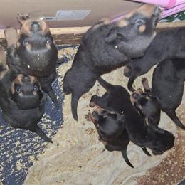 Rottweiler Puppies Available - Ready to Go Home Christmas in Cleveland, oh