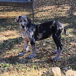 Great Danes - 3 Black Females Ready for New Homes in Atlanta, ga