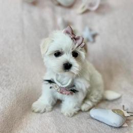 Maltese and Designer Puppies Available in Miami, fl