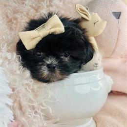 Shih Tzu Puppies for Sale - Adorable Tiny Ones in Miami, fl