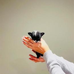 Chihuahua Teacups & Toys Available for Hand Delivery in Miami, fl