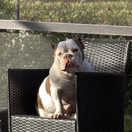 Male American Bully Pup with Great Pedigree in Tampa, fl