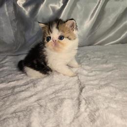 Exotic Shorthair Kittens Available in Various Colors in Columbia, sc