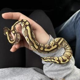 Male and Female Ball Pythons for Rehoming in Connellsville, pa