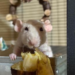 Pet rats with double critter nation cage for rehoming in Connellsville, pa