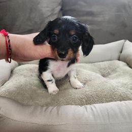 Female Dachshund Puppy - Black Pied, Ready Next Week in Waterford, mi
