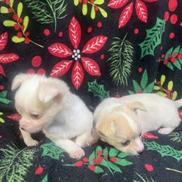 Chihuahua Puppy Ready for Christmas in Durham, nc