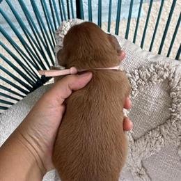 Miniature Dachshunds Available - Smooth Coat Boy and Long Hair Girl in Fort Myers, fl