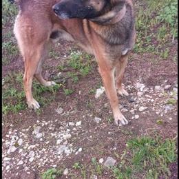 Belgian Malinois Puppies Ready for Forever Homes in Louisville, ky