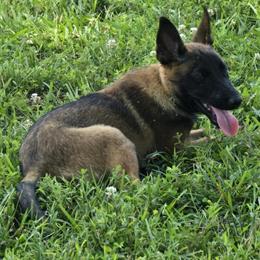 Belgian Malinois Puppies for Sale in Louisville, ky