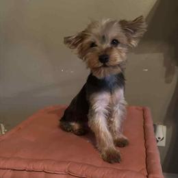 Female Traditional Yorkshire Terrier for Adoption in Zionsville, in
