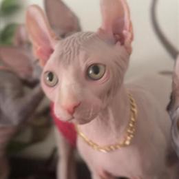 Sphynx Elf Kittens Available in Miami in Miami, fl