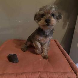 Male Yorkshire Terrier for $650 in Zionsville, in