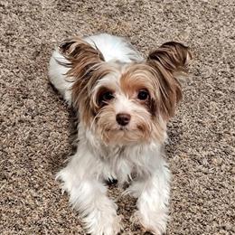 Chocolate Parti Yorkshire Terrier - Female for $900 in Zionsville, in