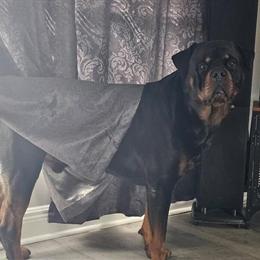 Stud Service for AKC German Rottweiler Champion Bloodline in Tampa, fl
