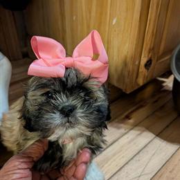 Female Shih Tzu Puppy Available in Kansas City, mo