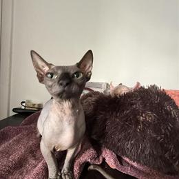 Sphynx Female Cat Available in Miami, FL in Miami, fl