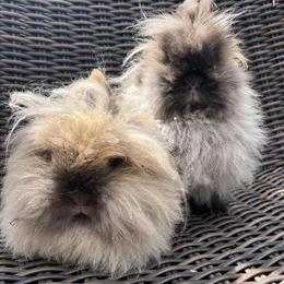Lionhead Rabbits - Pedigreed Mother and Daughter Duo in Columbus, oh