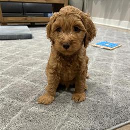Cockapoo Male Ready for Pickup in Hinsdale, il