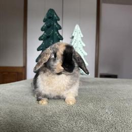 Holland Lop Doe Ready for Adoption in Medina, oh