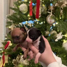 Teacup Chihuahuas Available for Christmas in Waxhaw, nc