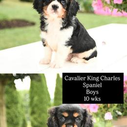 Cavalier King Charles Spaniel Puppies Ready for New Homes in Fairfax, va