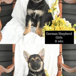 German Shepherd Sisters Ready for New Homes in Fairfax, va
