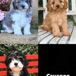 Cavapoo Puppies Available from New Litter in Fairfax, va