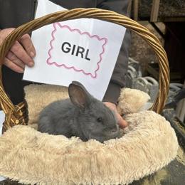 Blue Flemish Giant Rabbits for Sale in Princeton, nj