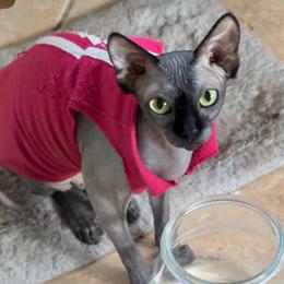 Sphynx Female Cat, 3.5 Years Old Ready for Adoption in Miami, fl