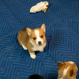 Corgi Puppies Ready for New Homes by Christmas in Leesburg, fl
