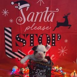 French Bulldogs for Christmas - 2 Males Available in Jamestown, nc