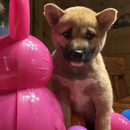 Shiba Inu Puppies - 9 Weeks Old, Up to Date on Shots in Elizabethtown, ky