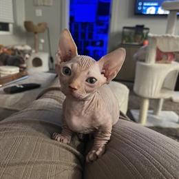 Bambino Sphynx Kitten Ready for Forever Home in Columbus, oh