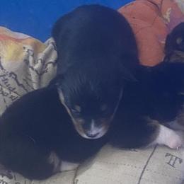 Corgi Stud Service - AKC Pembroke Welsh Corgi Available in Flint, mi