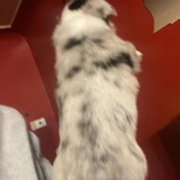 Corgi Puppies Available in Flint, mi