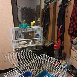 Indian Ringnecks and Quaker Parrots for Sale in Brooklyn, ny
