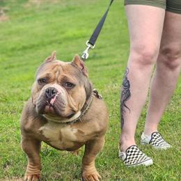 Pocket Bully Looking for a Good Home in Atlanta, ga