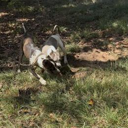 Merle Pit Bull Looking for a Good Home in Atlanta, ga