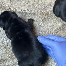 American Bully Pups Available for Adoption in Winder, ga