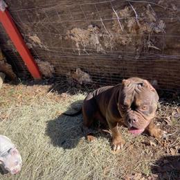 Bully Puppies for Sale in Winder, ga