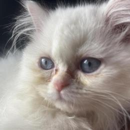 Persian Kittens for Adoption in Cleveland, oh