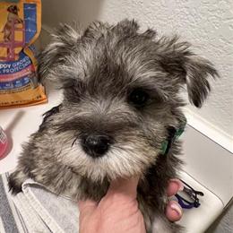 Miniature Schnauzer Puppies Available in Riverside, ca