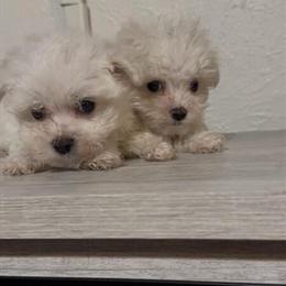Maltese Mini Puppies in Bryan, TX in Bryan, tx