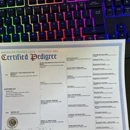 Female English Bulldog - Lilac Merle Tri, 2 Years Old in Kissimmee, fl