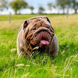 English Bulldog Female Lilac Tri - 1.5 Years Old in Kissimmee, fl